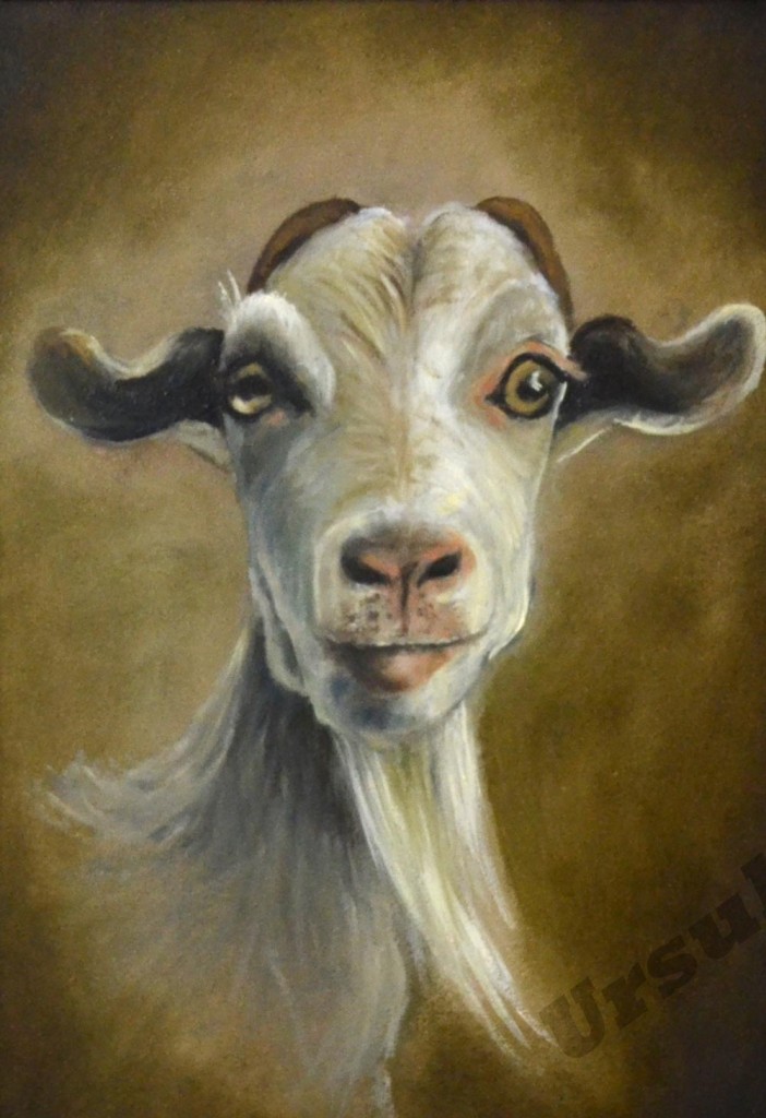 Animals_2015_16-noframe