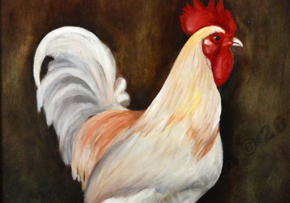 White Rooster