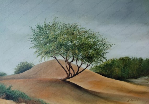 Lonely Tree in Palm Springs